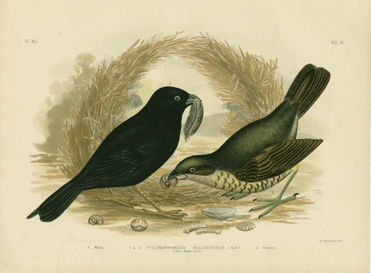 Szatén Bowerbird, 1891 alkotó: Gracius Broinowski