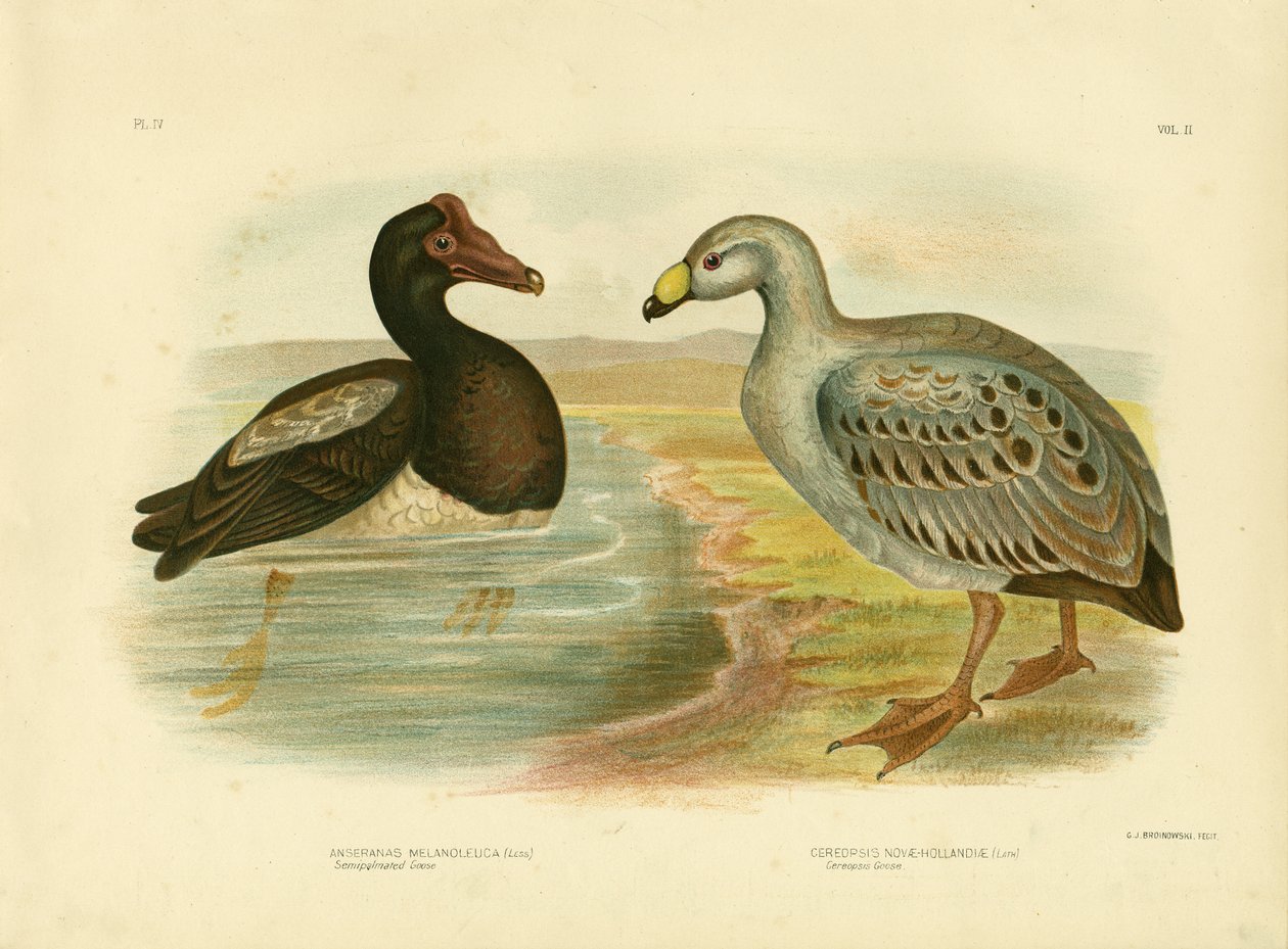 Féltenyérnyi lúd vagy szarka lúd, 1891 alkotó: Gracius Broinowski