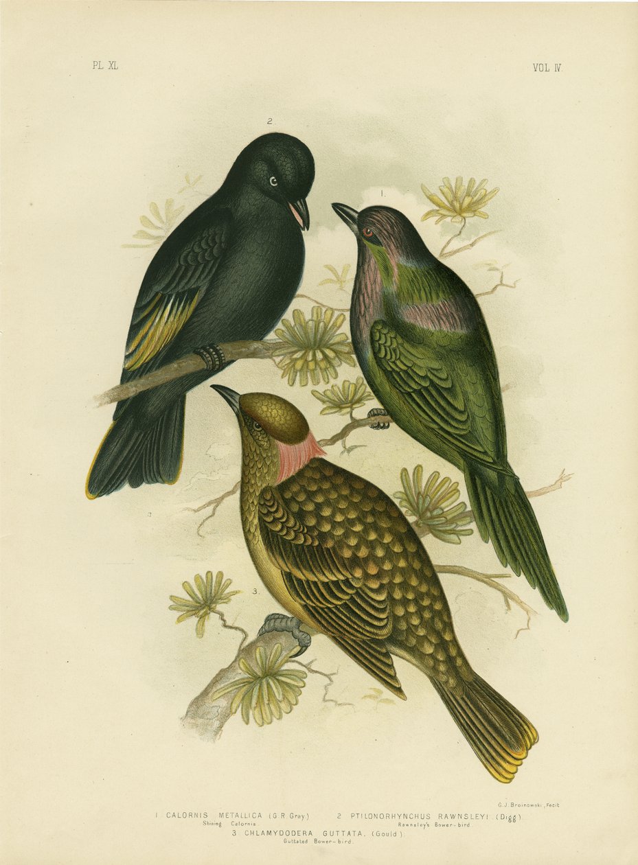 Shining Calornis vagy fémes seregély vagy ragyogó seregély, 1891 alkotó: Gracius Broinowski