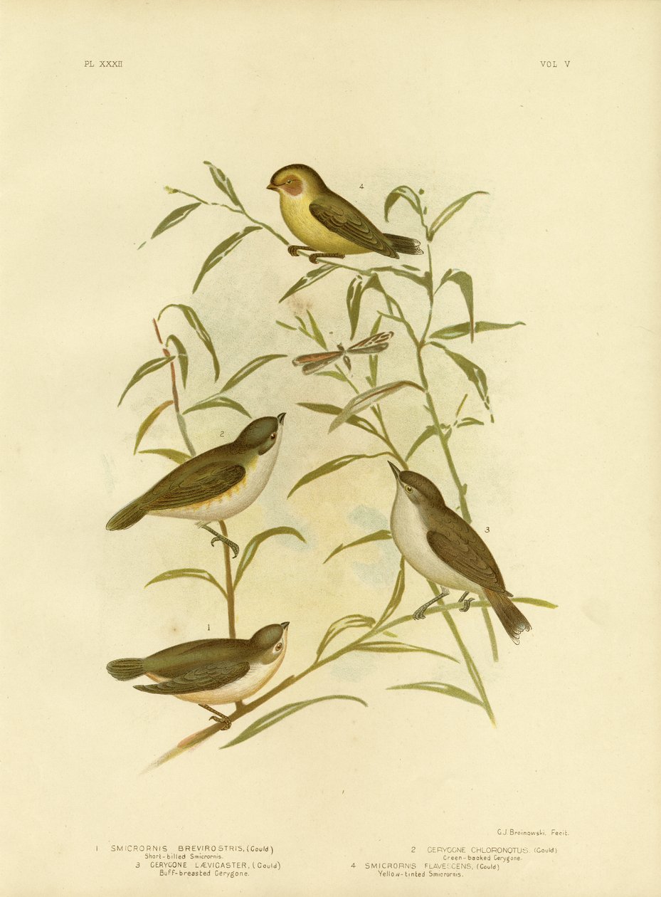 Rövidcsőrű Smicrornis Or Weebill, 1891 alkotó: Gracius Broinowski