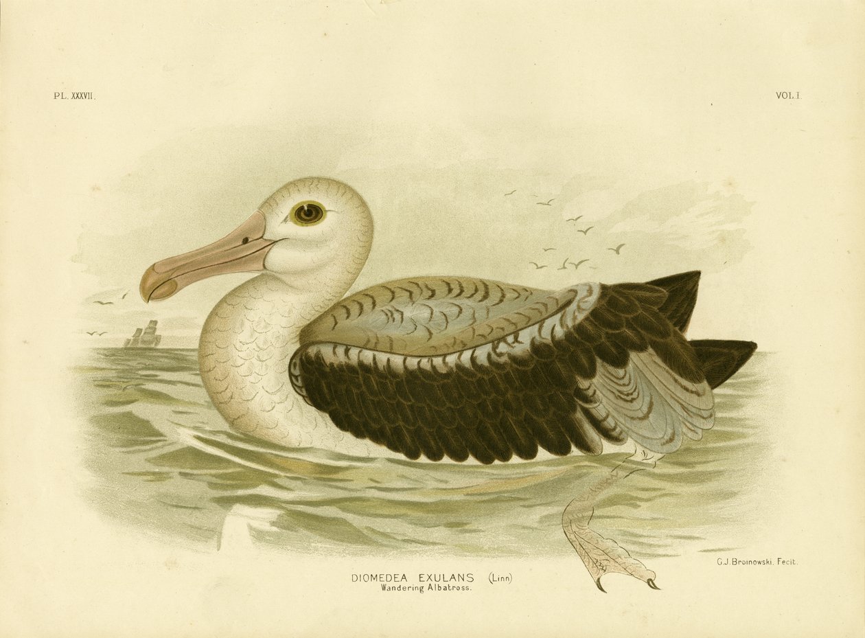 Ezüstszürke Petrel, 1891 alkotó: Gracius Broinowski