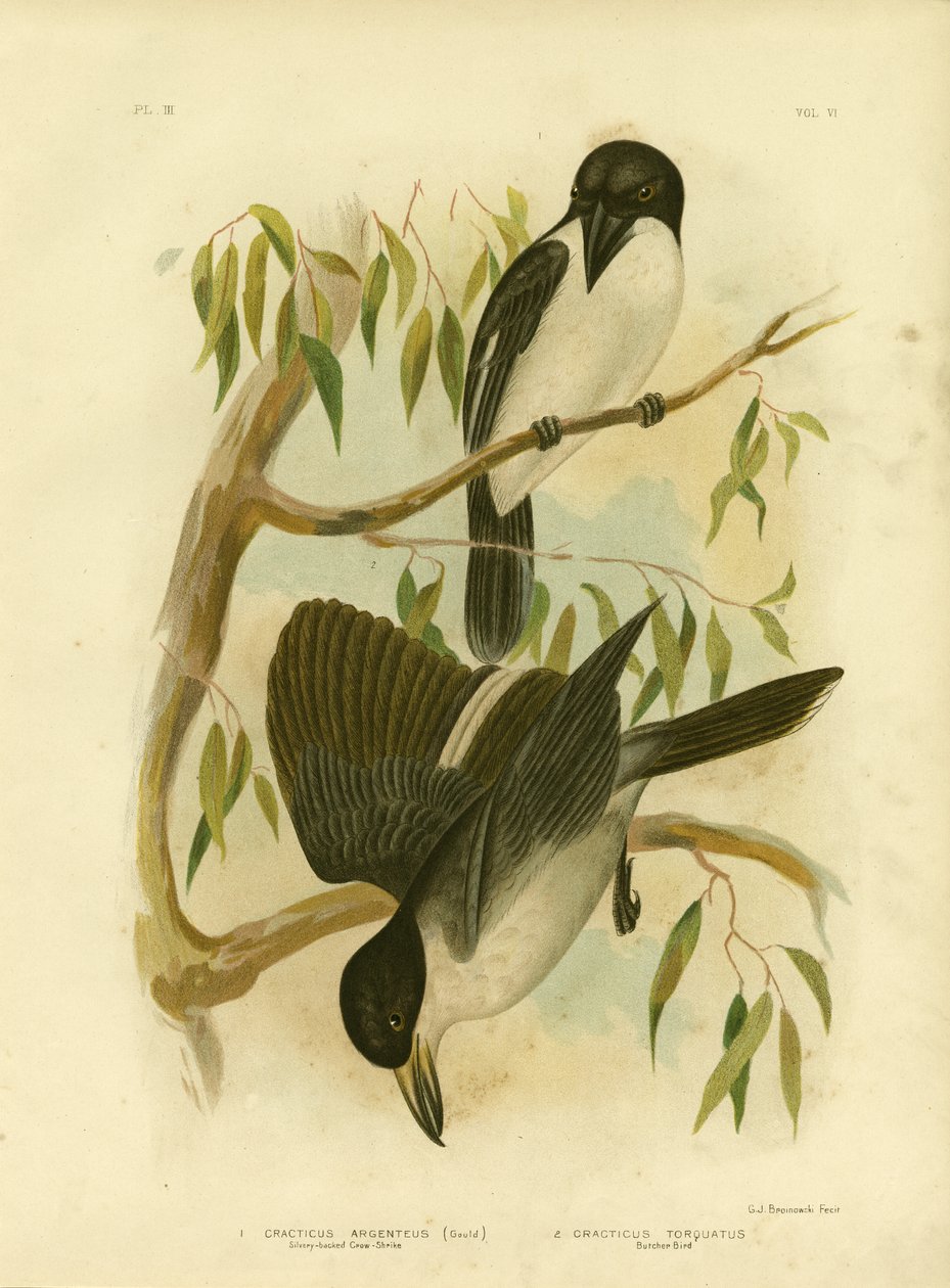 Ezüsthátú varjúhátú vagy ezüsthátú mészáros, 1891 alkotó: Gracius Broinowski