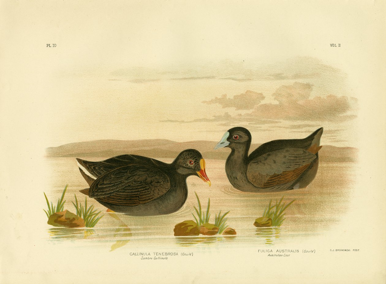 Sombre Gallinule vagy Dusky Moorhen, 1891 alkotó: Gracius Broinowski