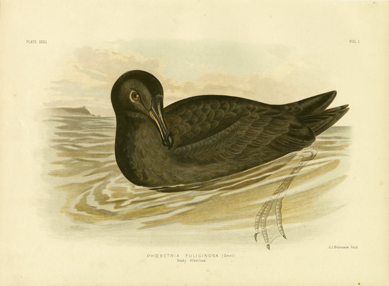 Kormos albatrosz, 1891 alkotó: Gracius Broinowski