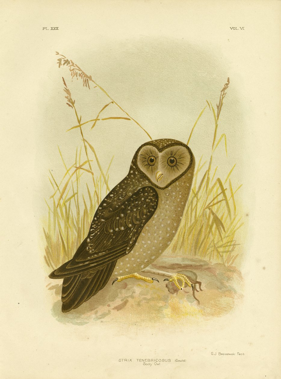Kormos bagoly, 1891 alkotó: Gracius Broinowski