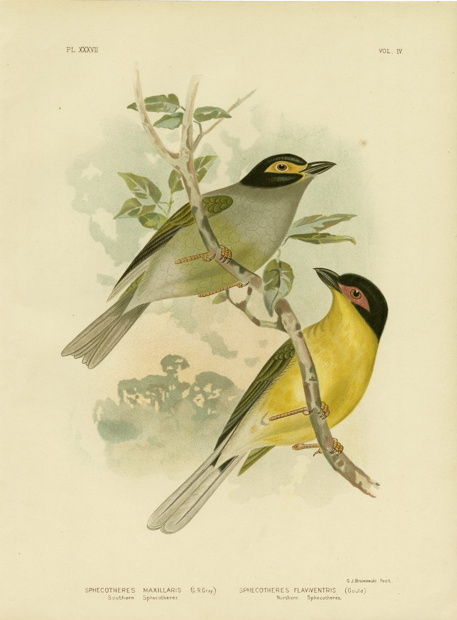 Southern Sphecotheres vagy ausztrál fügemadár, 1891 alkotó: Gracius Broinowski
