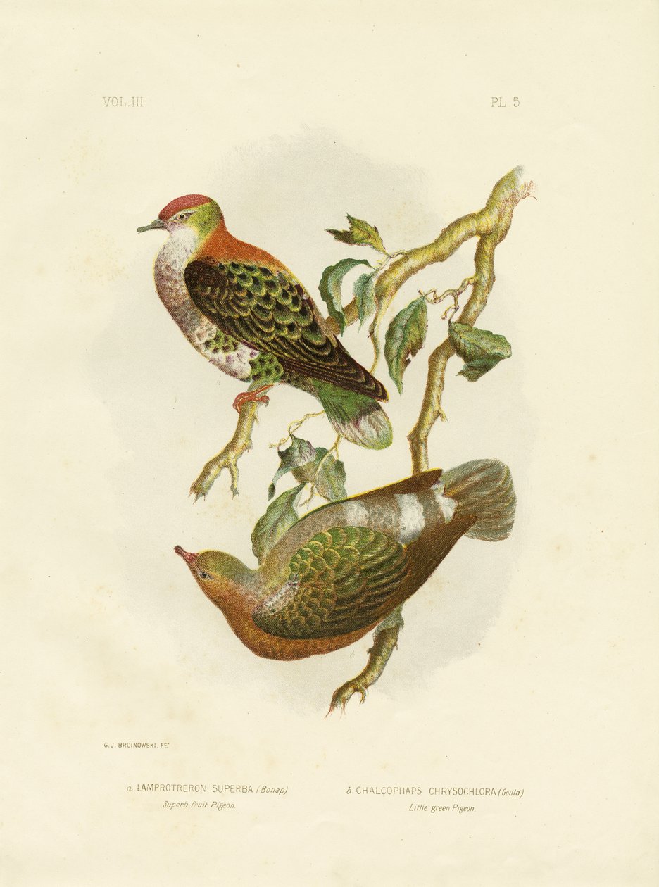 Kiváló gyümölcsgalamb, 1891 alkotó: Gracius Broinowski