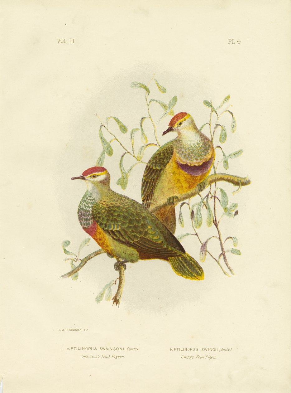 Swainson-gyümölcsgalamb, 1891 alkotó: Gracius Broinowski