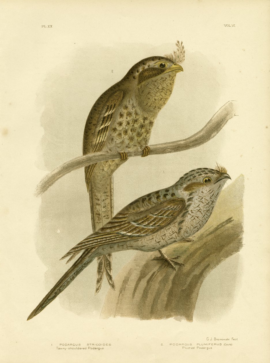 Tawny-Shouldered Podargus vagy Tawny Frogmouth, 1891 alkotó: Gracius Broinowski
