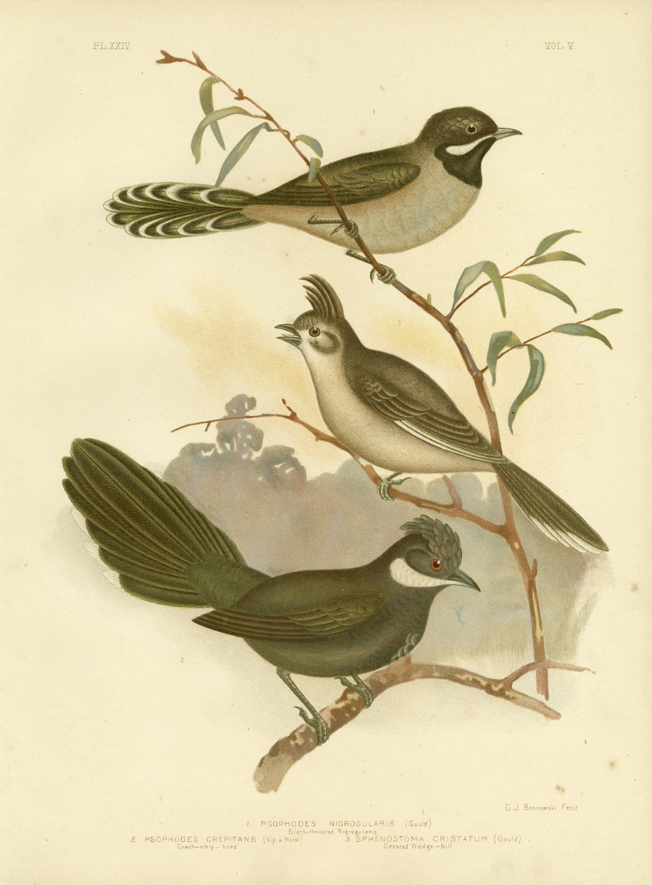 Western Whipbird, 1891 alkotó: Gracius Broinowski