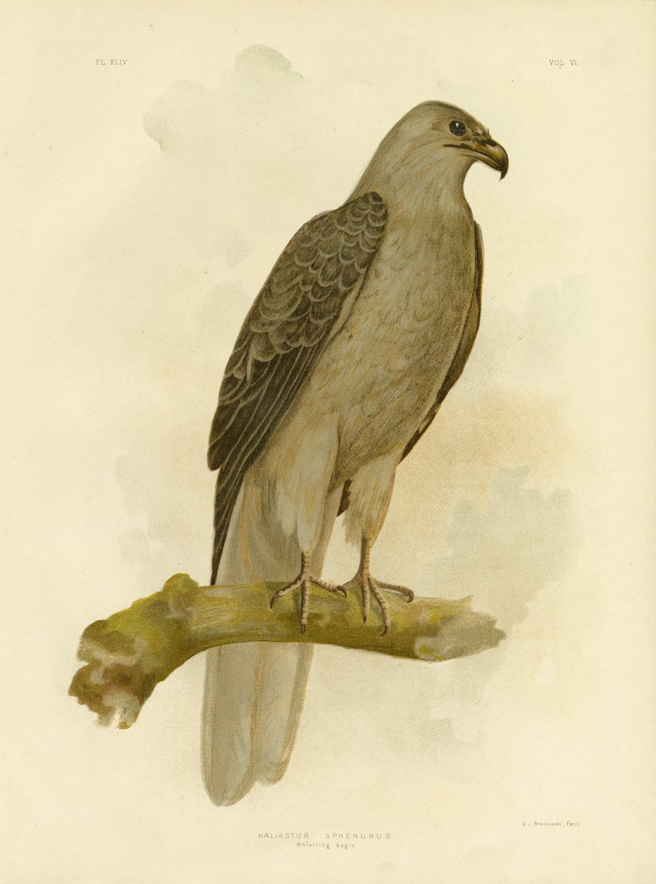 Fütyülő sas vagy fütyülő sárkány, 1891 alkotó: Gracius Broinowski