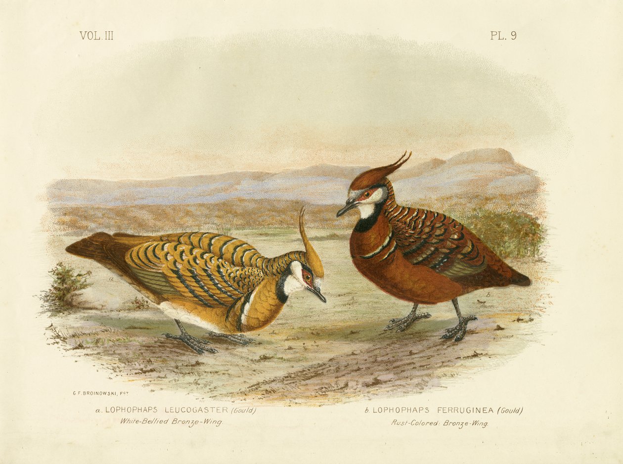 Fehérhasú bronzszárny, 1891 alkotó: Gracius Broinowski