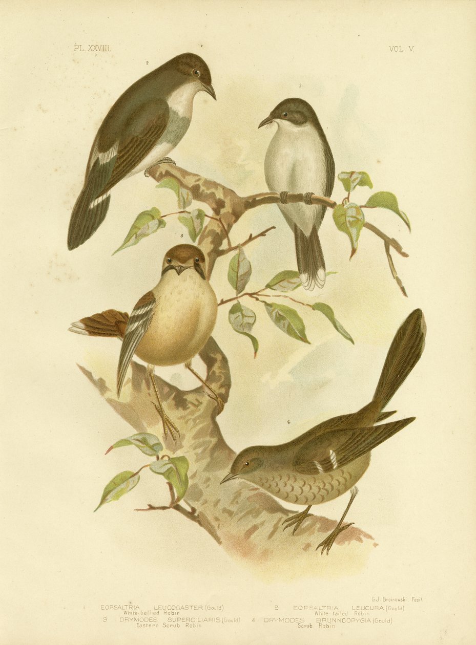 Fehérhasú Robin, 1891 alkotó: Gracius Broinowski