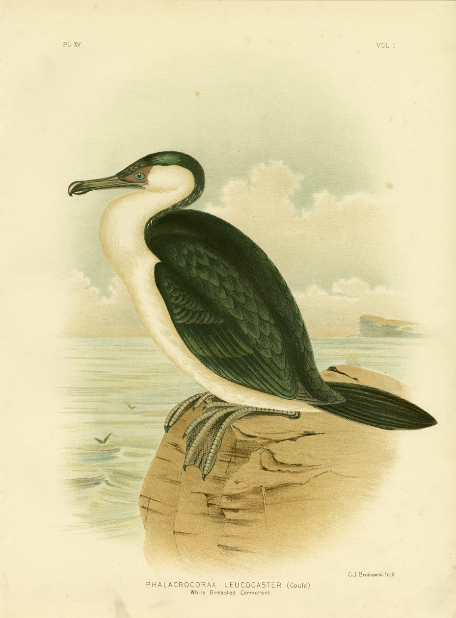 Fehérmellű kormorán, 1891 alkotó: Gracius Broinowski