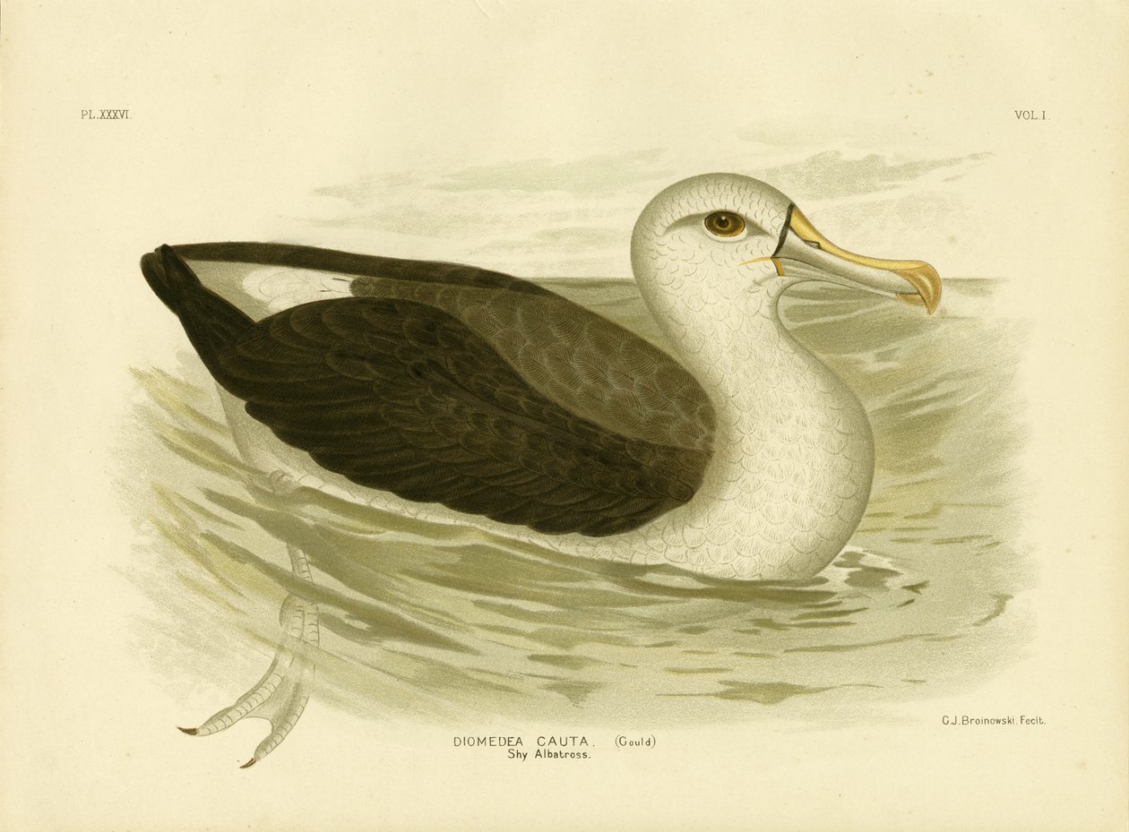 Fehérsapkás albatrosz, 1891 alkotó: Gracius Broinowski