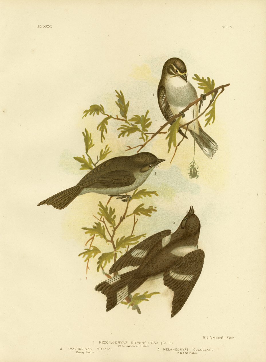 Fehér szemöldökű Robin, 1891 alkotó: Gracius Broinowski