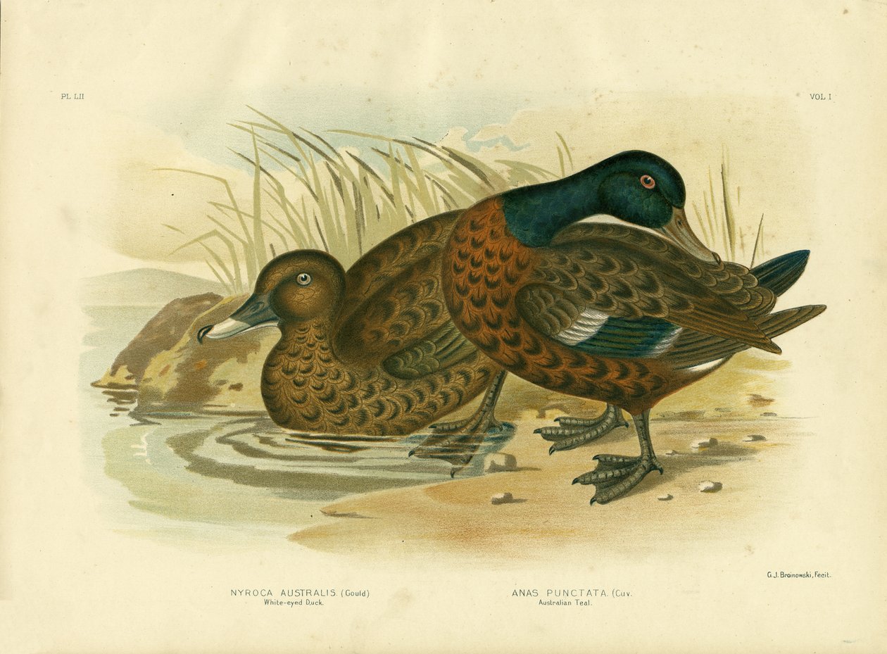 Fehérszemű kacsa, 1891 alkotó: Gracius Broinowski