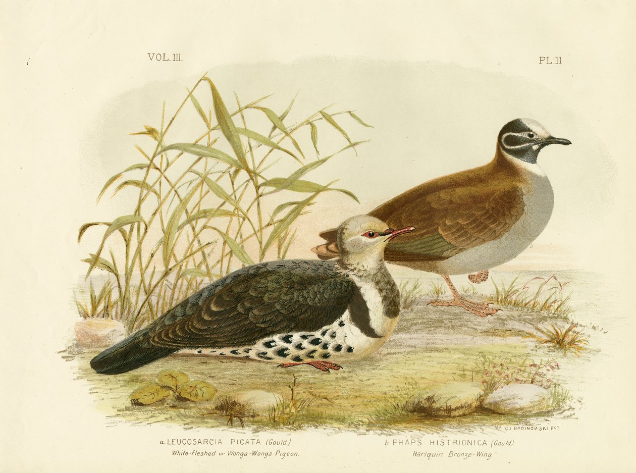 Fehérhúsú galamb vagy Wonga galamb, 1891 alkotó: Gracius Broinowski