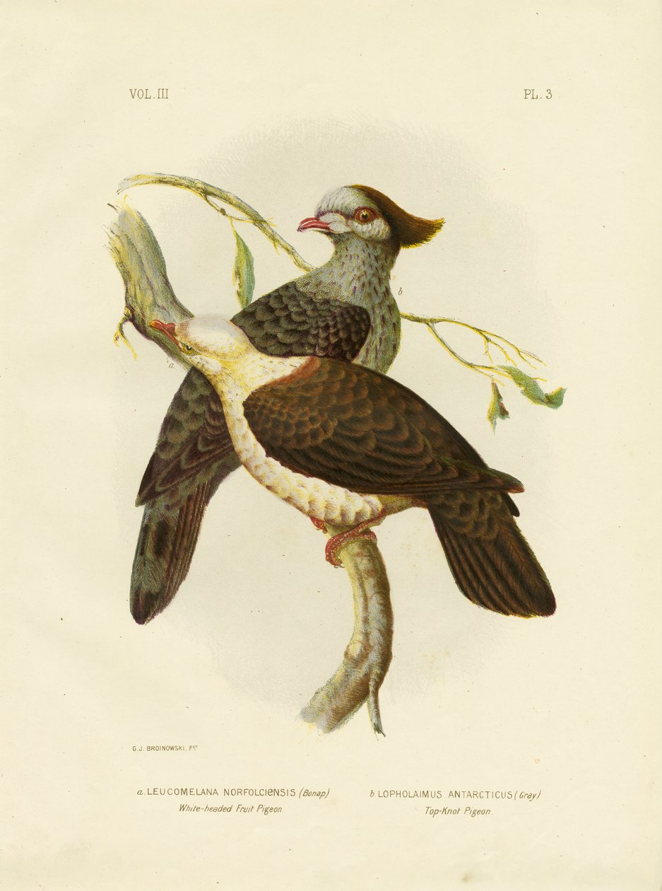 Fehérfejű gyümölcsgalamb, 1891 alkotó: Gracius Broinowski