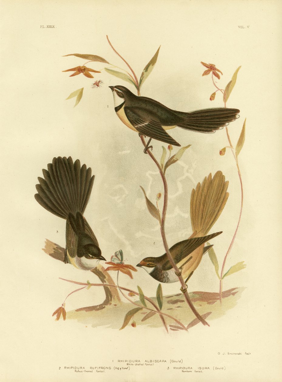 Fehér szárú vagy szürke fantail, 1891 alkotó: Gracius Broinowski