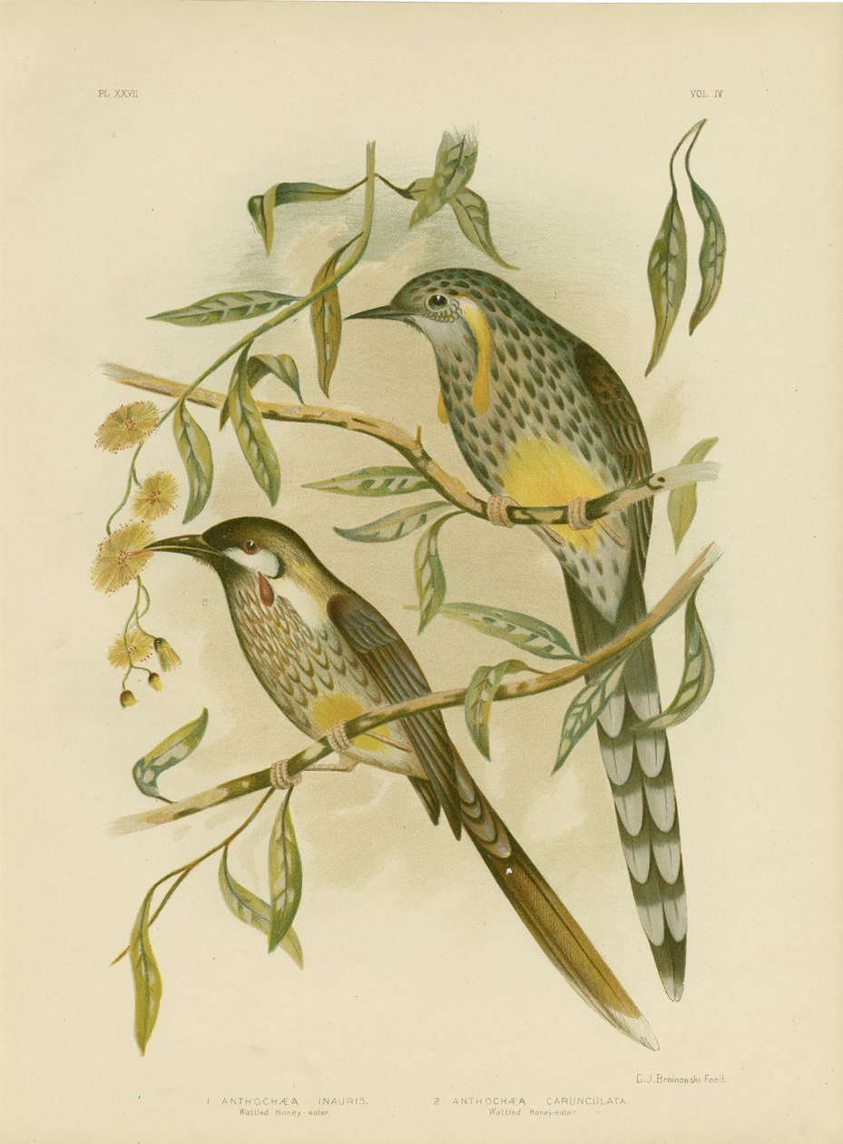Sárga Wattlebird, 1891 alkotó: Gracius Broinowski