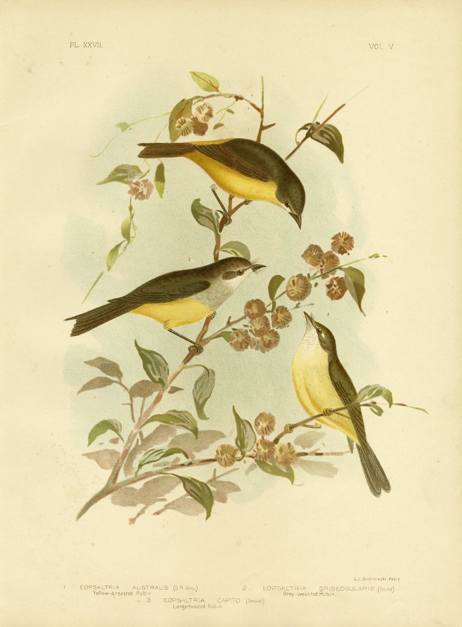 Yellow-Breasted Robin vagy Keleti Sárga Robin, 1891 alkotó: Gracius Broinowski