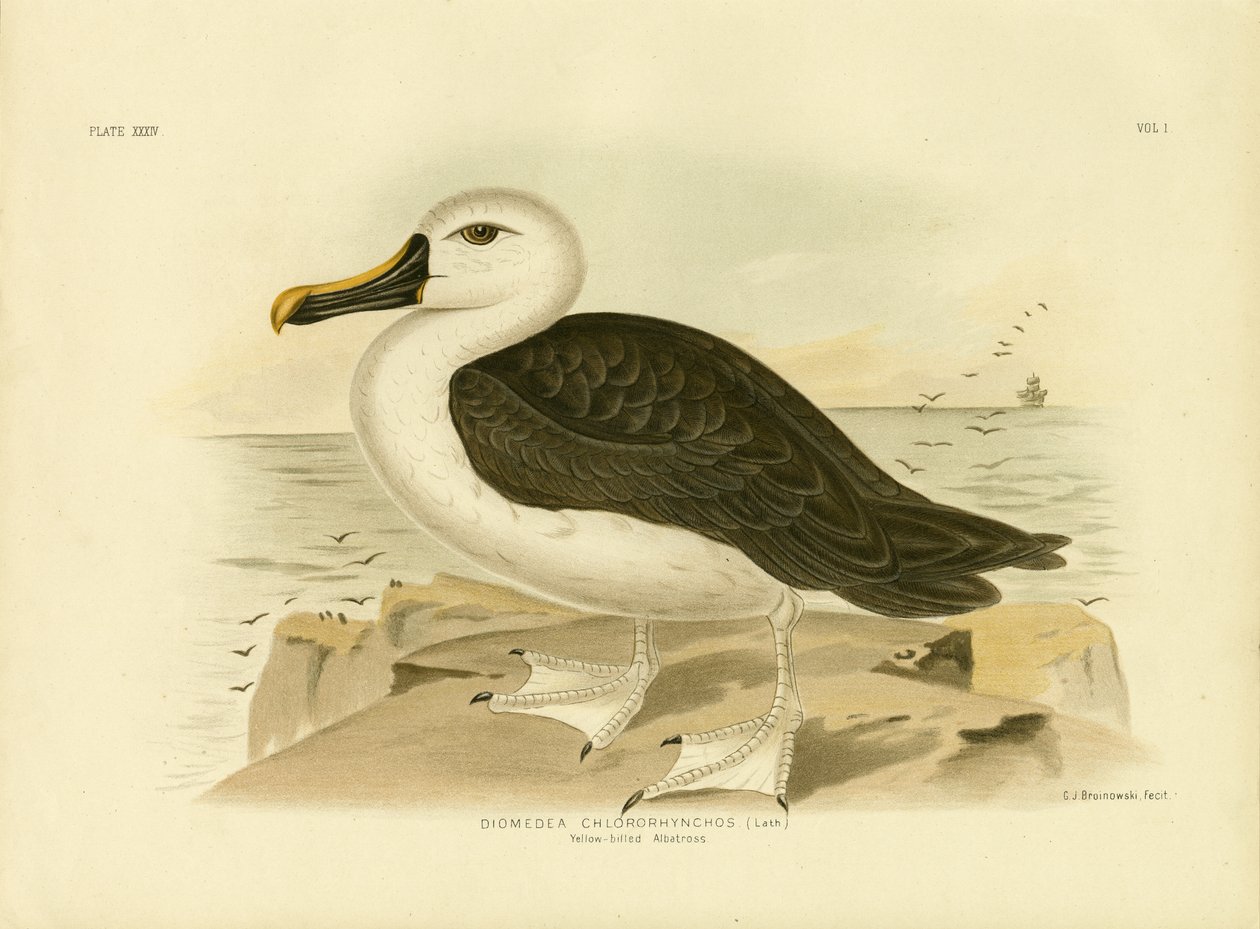 Sárgaorrú albatrosz, 1891 alkotó: Gracius Broinowski