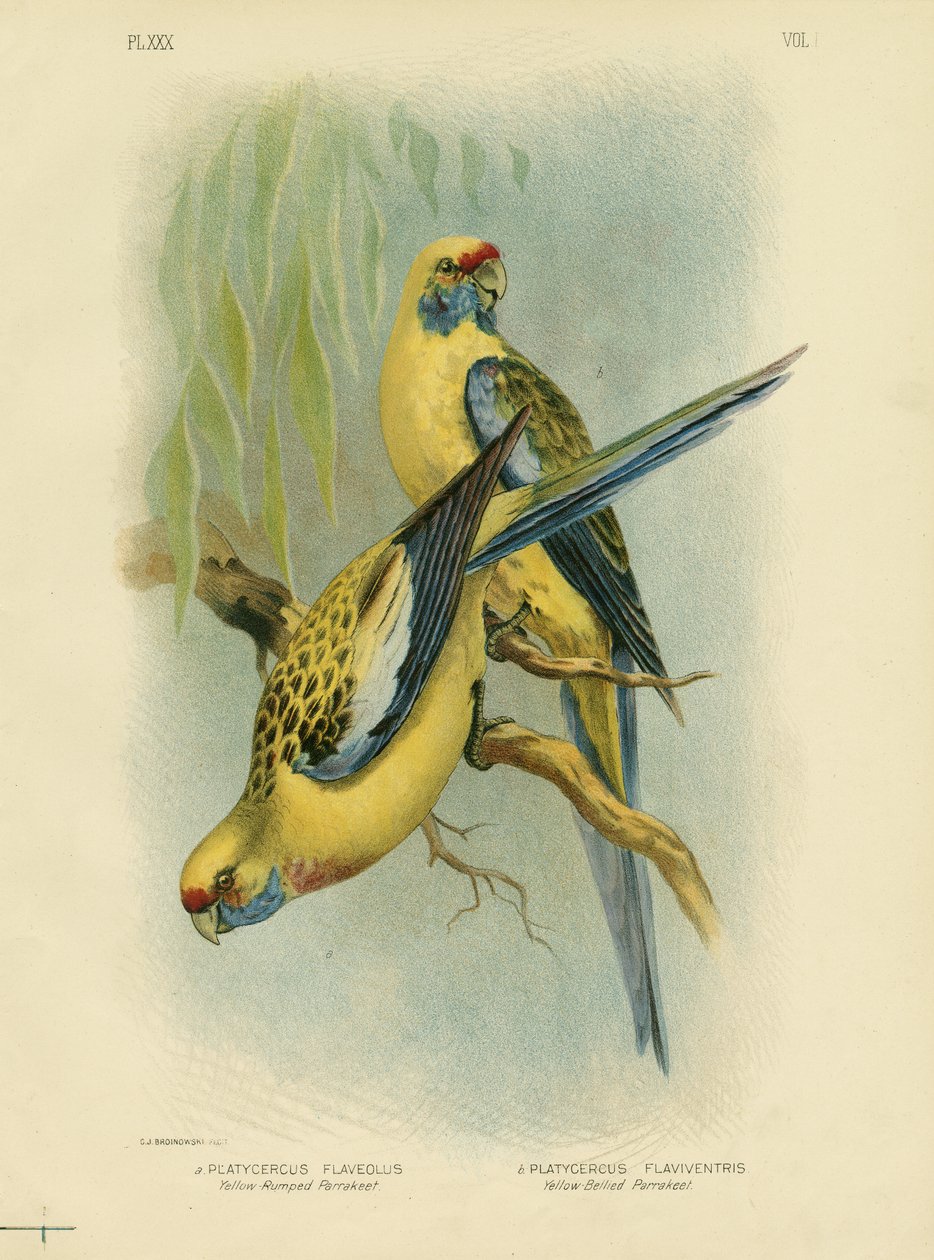Yellow-Rumped Parakeet Or Yellow Rosella, 1891 alkotó: Gracius Broinowski