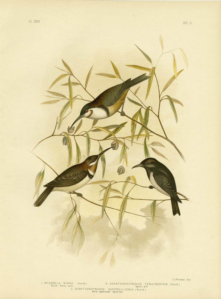 Black Honeyeater, 1891 alkotó: Gracius Broinowski