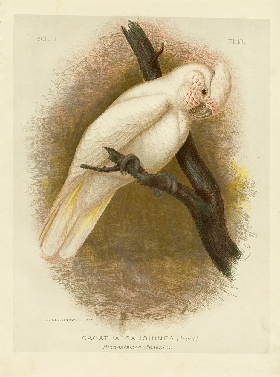Vérfoltos kakadu, 1891 alkotó: Gracius Broinowski