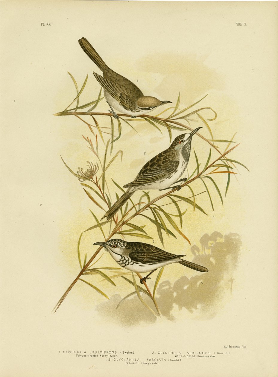Fulvous-Fronted Honeyeater, 1891 alkotó: Gracius Broinowski