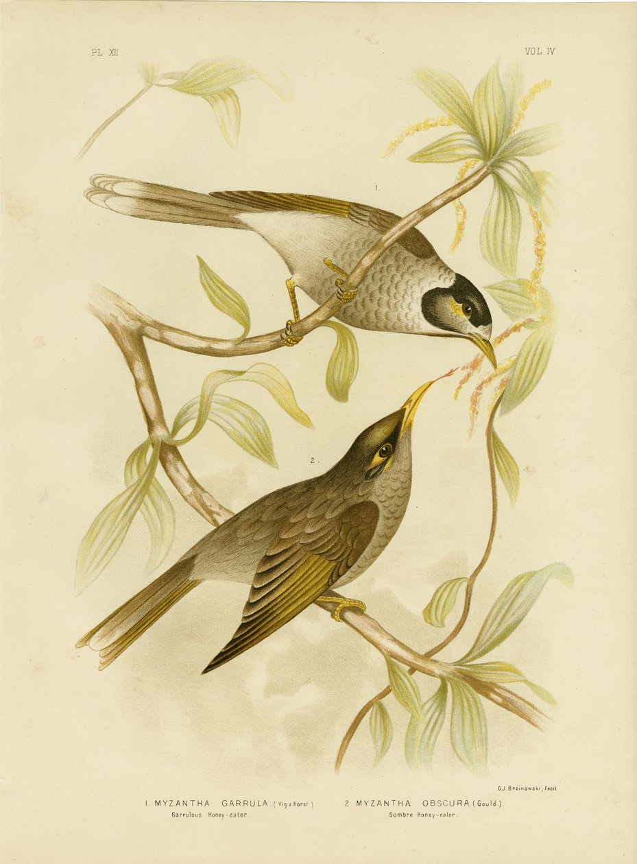 Garrulous Honeyeater Or Noisy Miner, 1891 alkotó: Gracius Broinowski