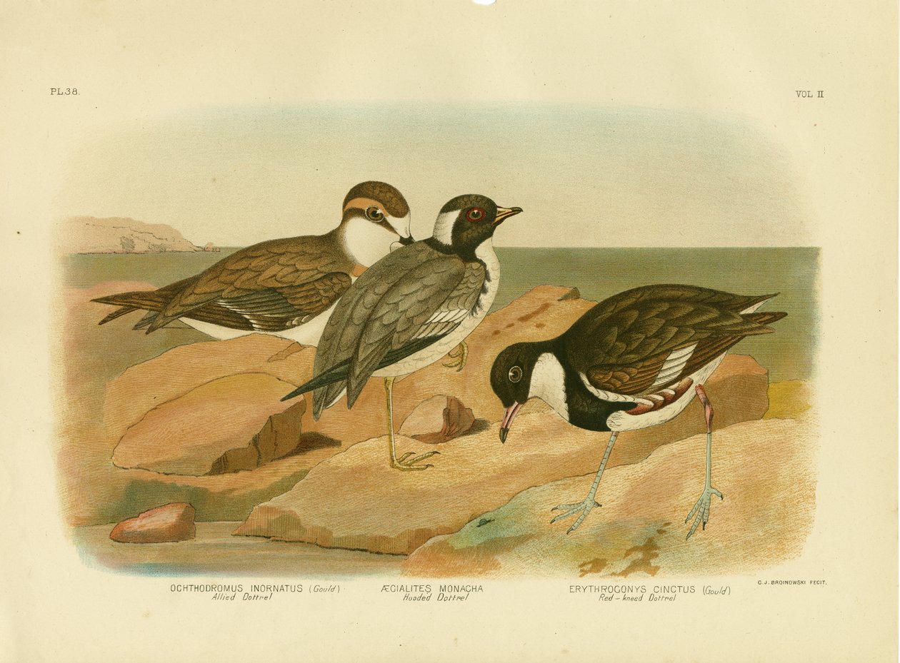 Csuklyás Dotterel, 1891 alkotó: Gracius Broinowski