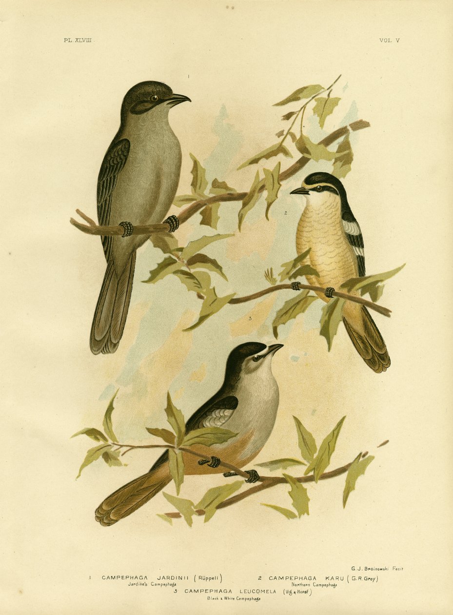 Jardines Campephaga vagy közönséges kabóca, 1891 alkotó: Gracius Broinowski