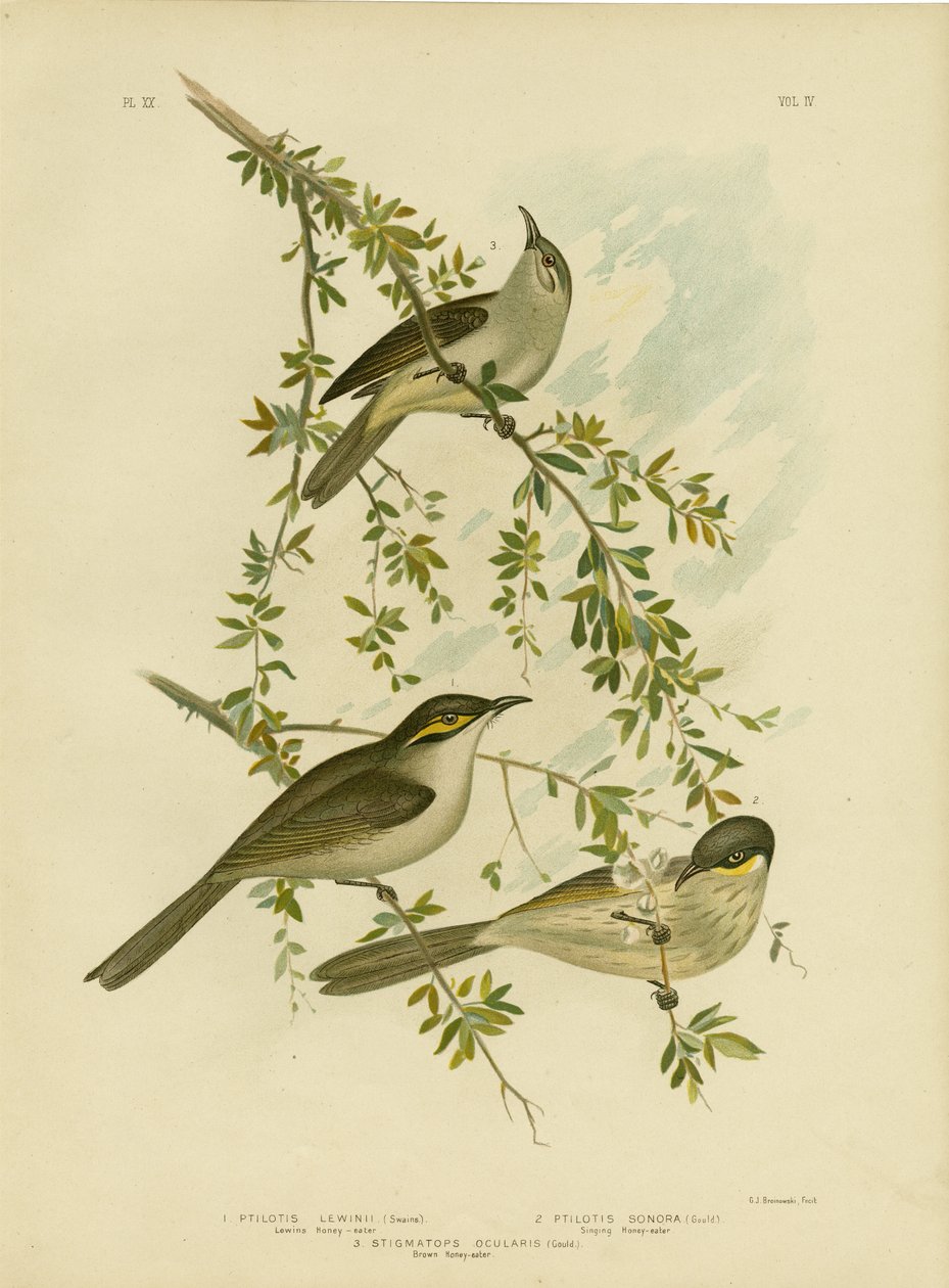 Lewin Honeyeater, 1891 alkotó: Gracius Broinowski