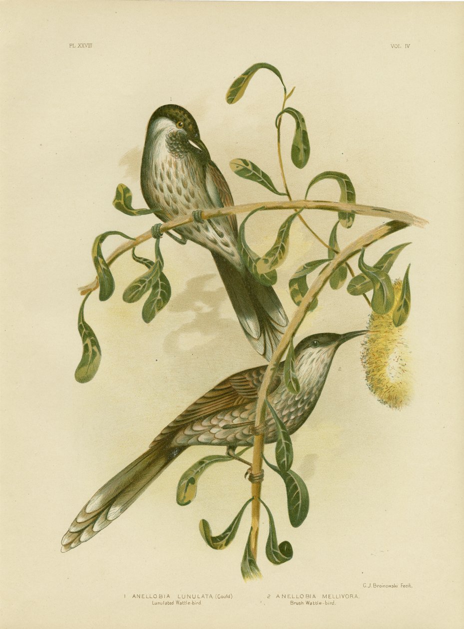Lumulated Wattlebird or Little Wattlebird, 1891 alkotó: Gracius Broinowski