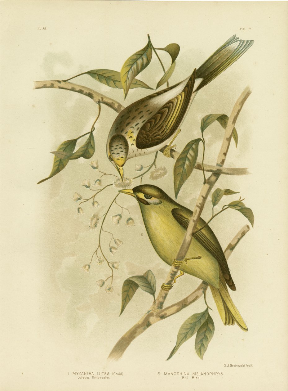 Luteous Honeyeater vagy Sárgatorkú Bányász, 1891 alkotó: Gracius Broinowski
