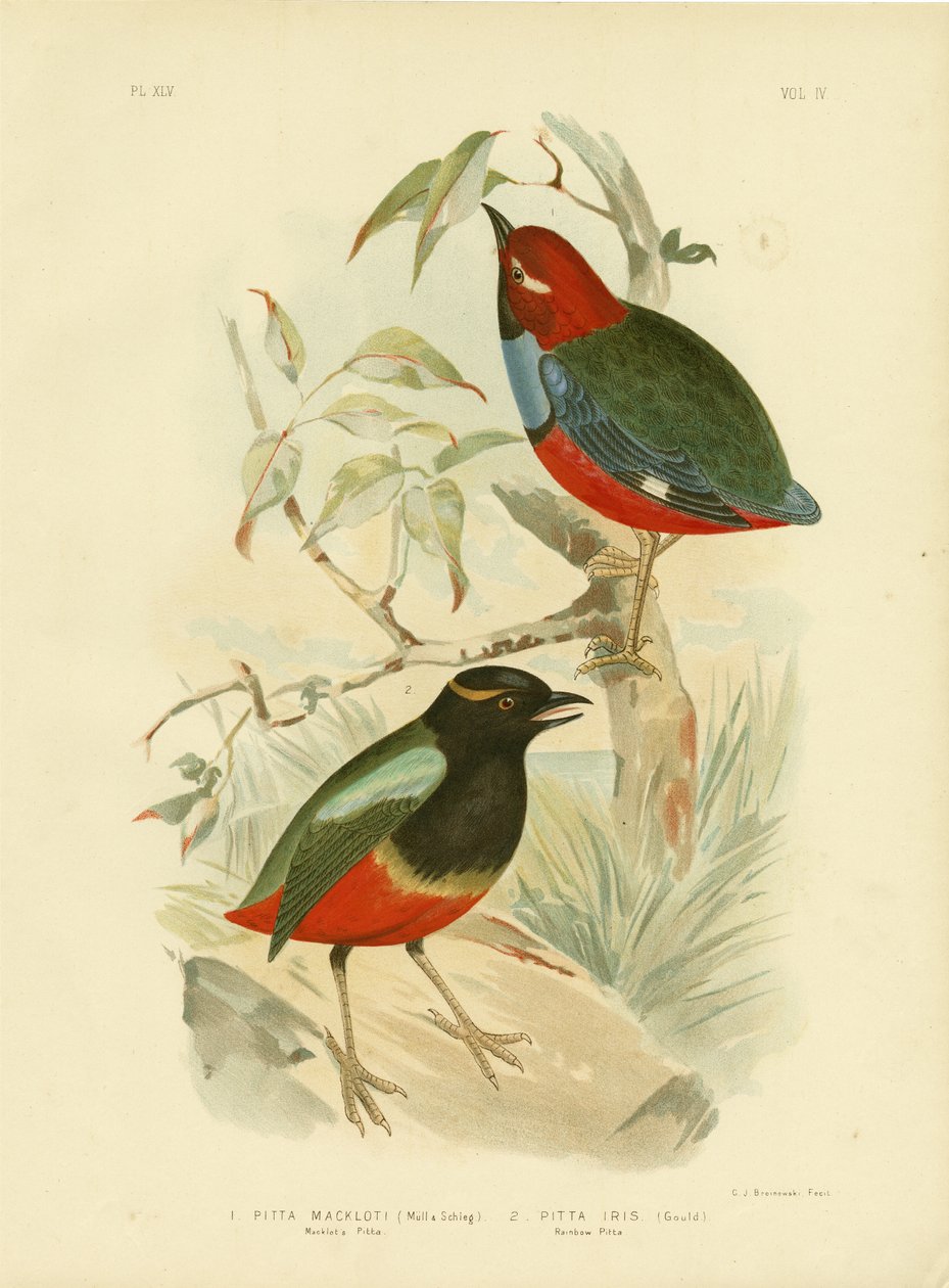 Macklot Pitta, 1891 alkotó: Gracius Broinowski