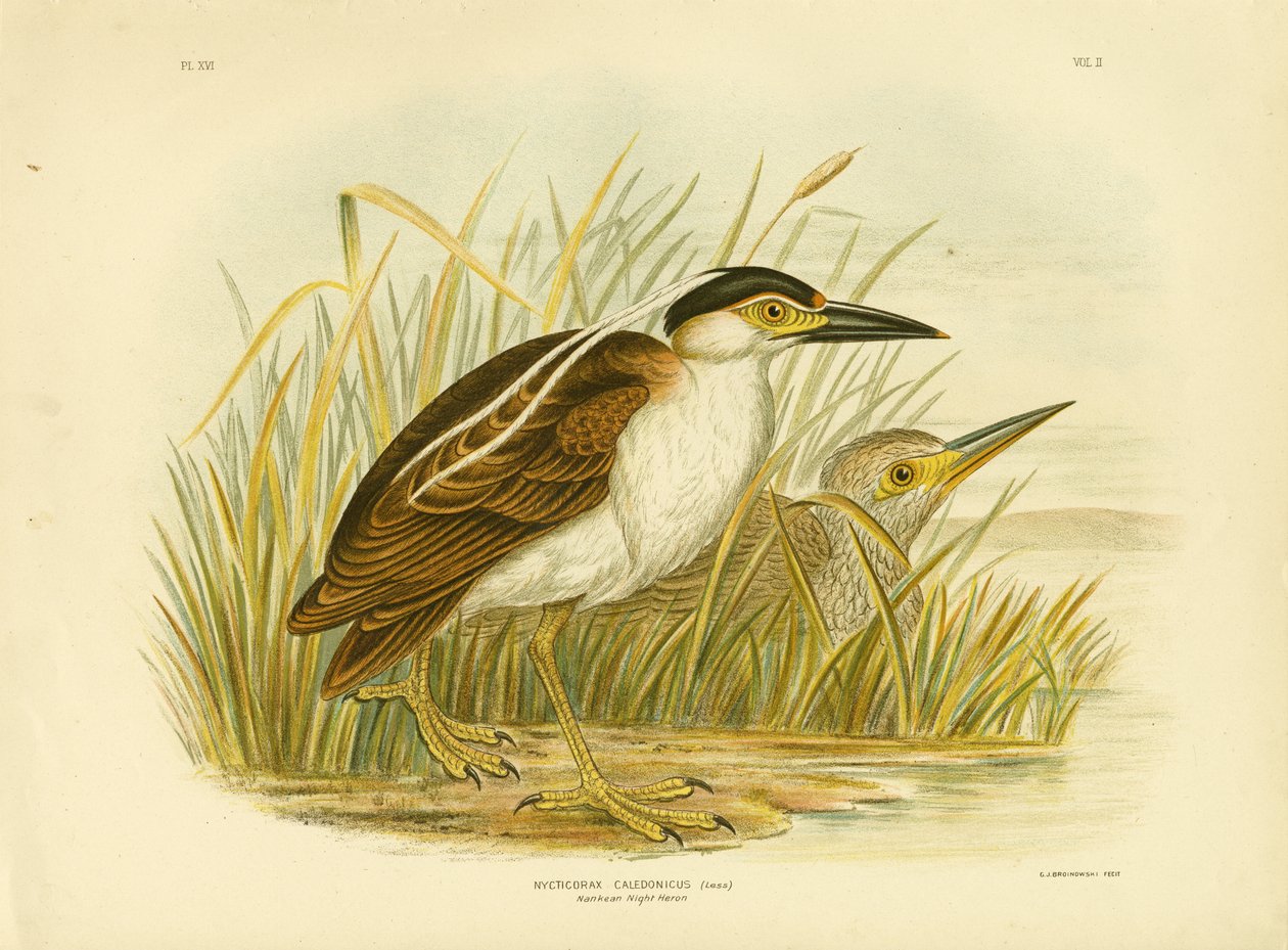 Nankeen Night Heron vagy Nankeen Night Heron, 1891 alkotó: Gracius Broinowski