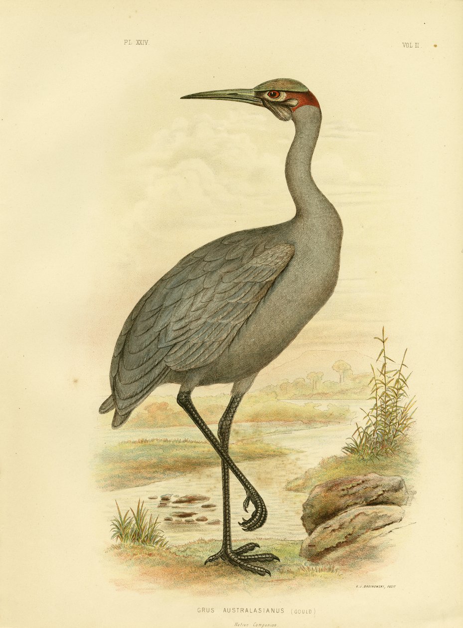 Native Companion Or Brolga, 1891 alkotó: Gracius Broinowski
