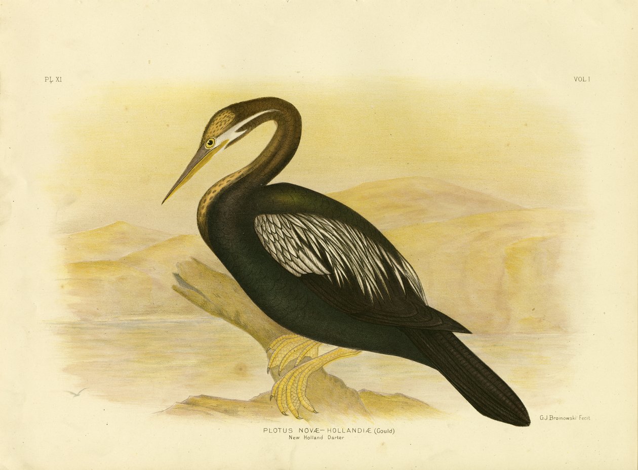 New Holland Darter, 1891 alkotó: Gracius Broinowski