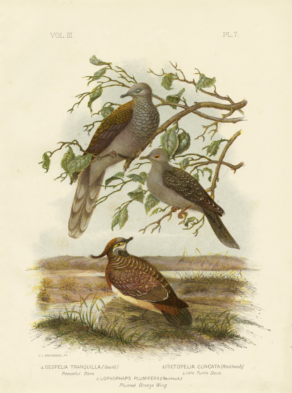 Békés galamb, 1891 alkotó: Gracius Broinowski