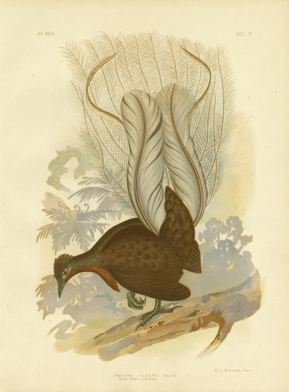 Albert herceg Lyrebirdje, 1891 alkotó: Gracius Broinowski