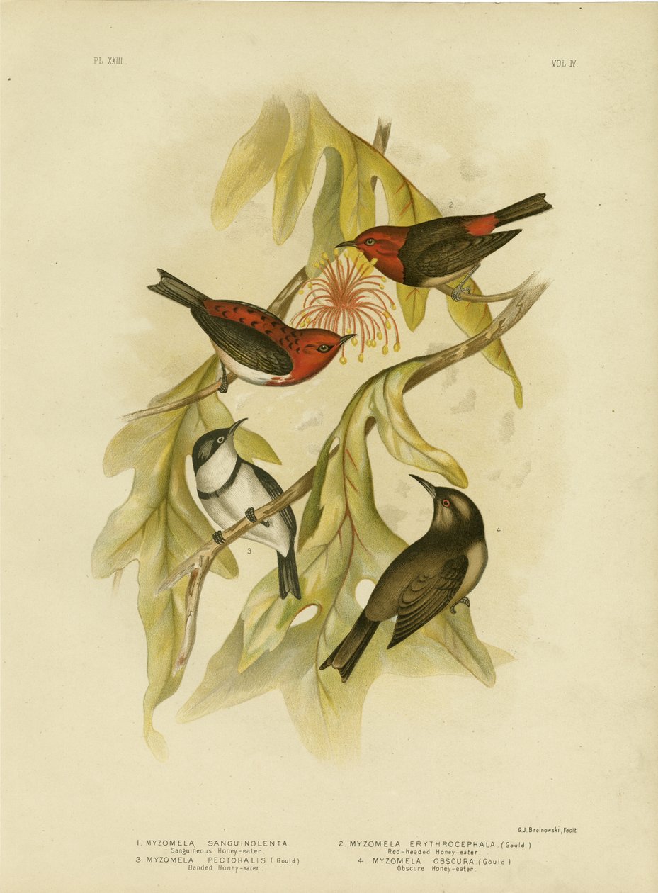 Szangvinikus Mézevő, 1891 alkotó: Gracius Broinowski