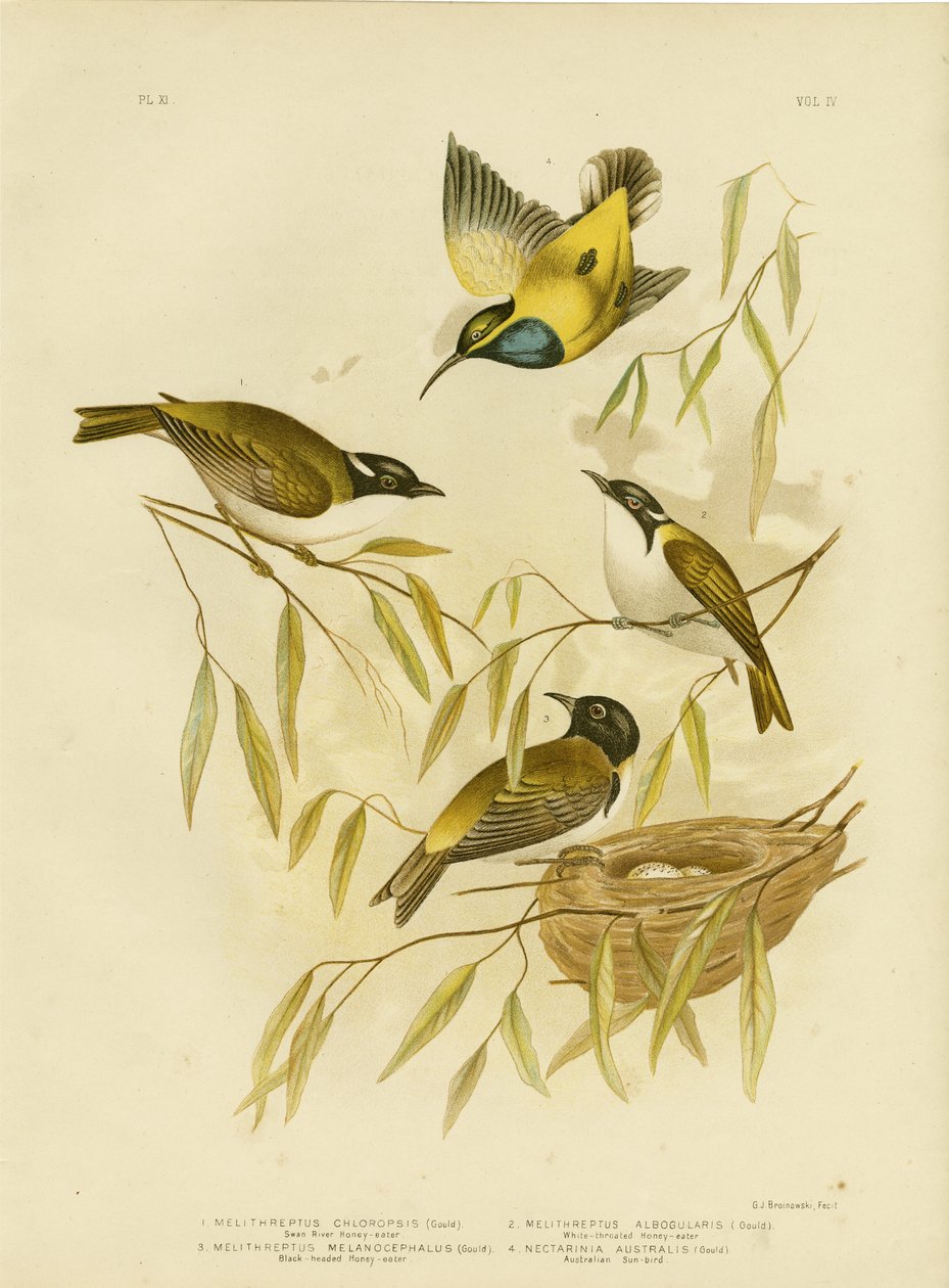 Swan River Honeyeater, 1891 alkotó: Gracius Broinowski