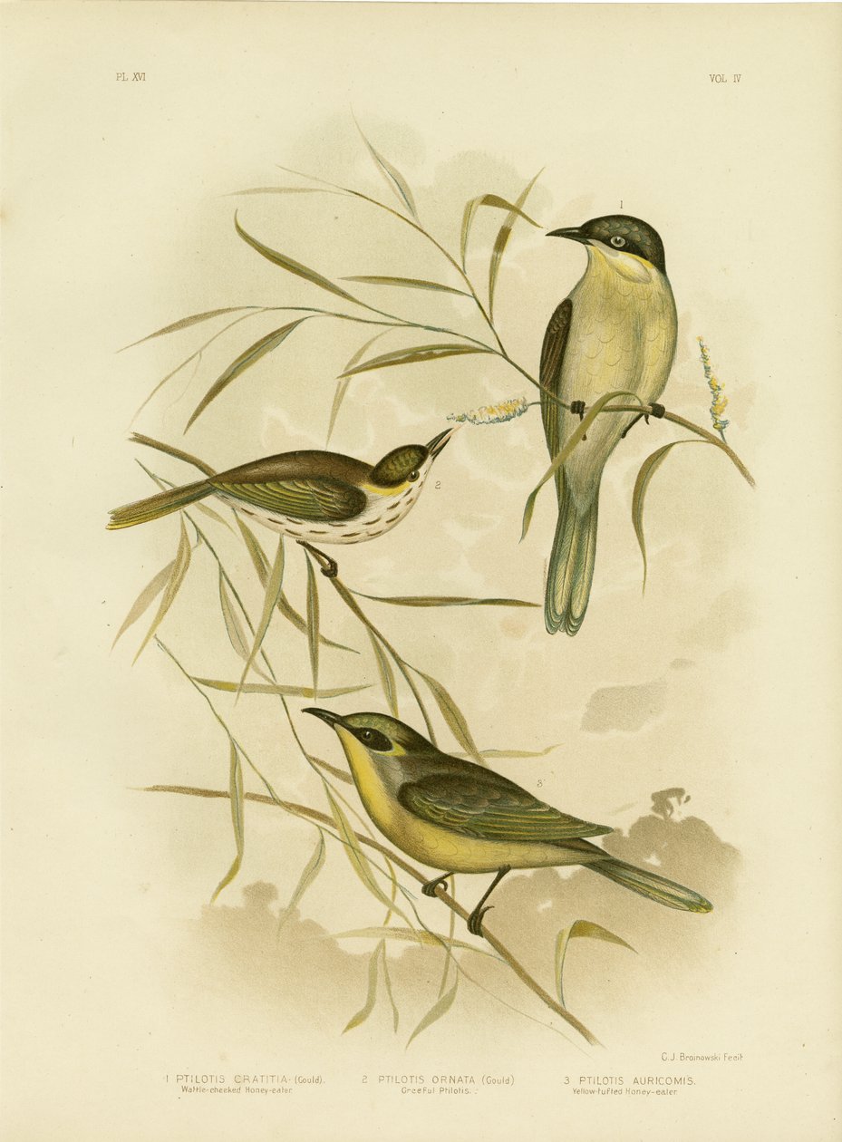Wattle-cheeked Honeyeater vagy Purple Gaped Honeyeater, 1891 alkotó: Gracius Broinowski