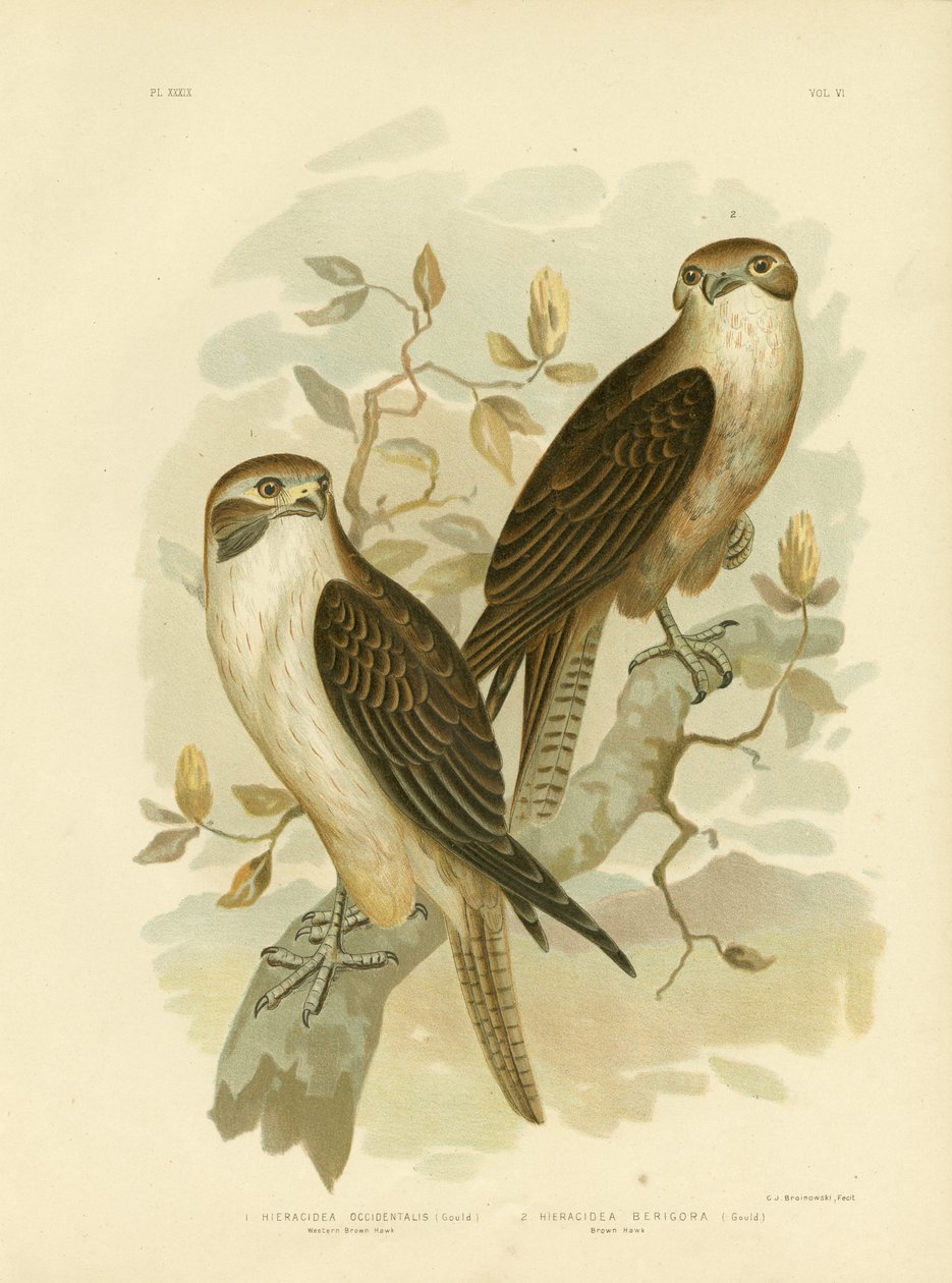Western Brown Hawk, 1891 alkotó: Gracius Broinowski