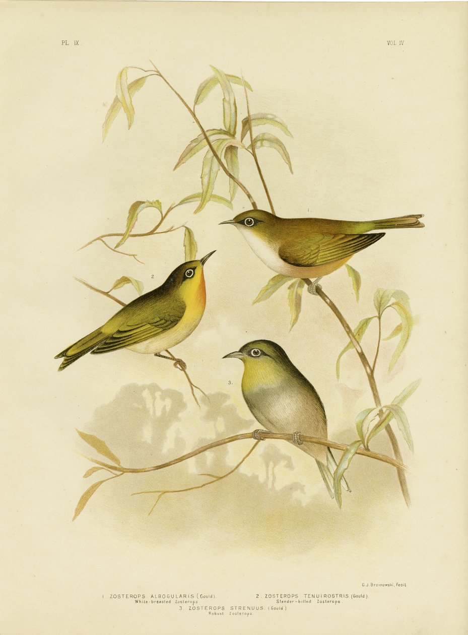 Fehérmellű Zosterops vagy Norfolk White-Eye, 1891 alkotó: Gracius Broinowski
