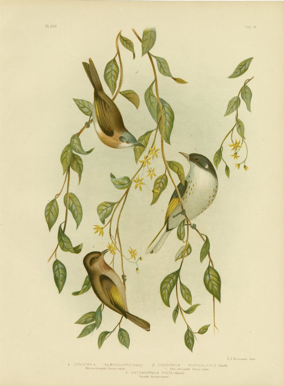 Fehértorkú Mézevő, 1891 alkotó: Gracius Broinowski