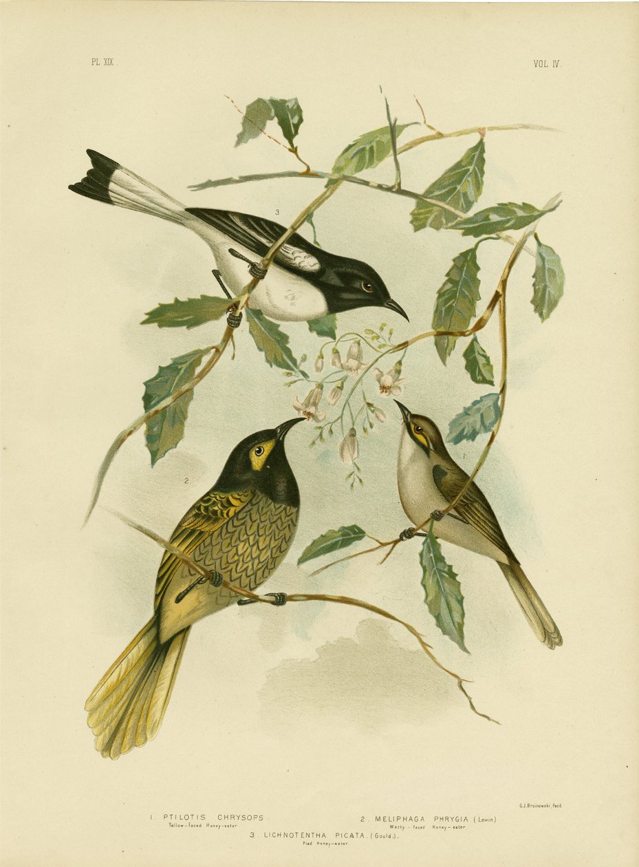 Sárga arcú mézelő, 1891 alkotó: Gracius Broinowski